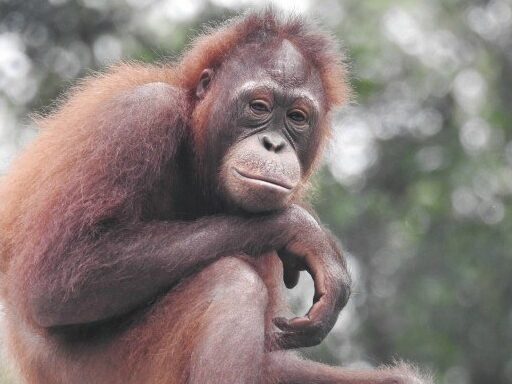 Orangutan sitting with green leaves in the background.