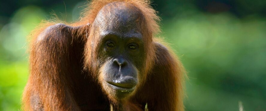 Betty website banner