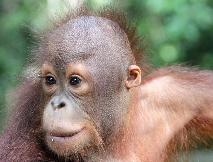 A close up of a young female orangutan looking left with bright green trees behind her.
