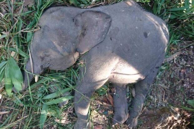 Borneo Pygmy Elephant.