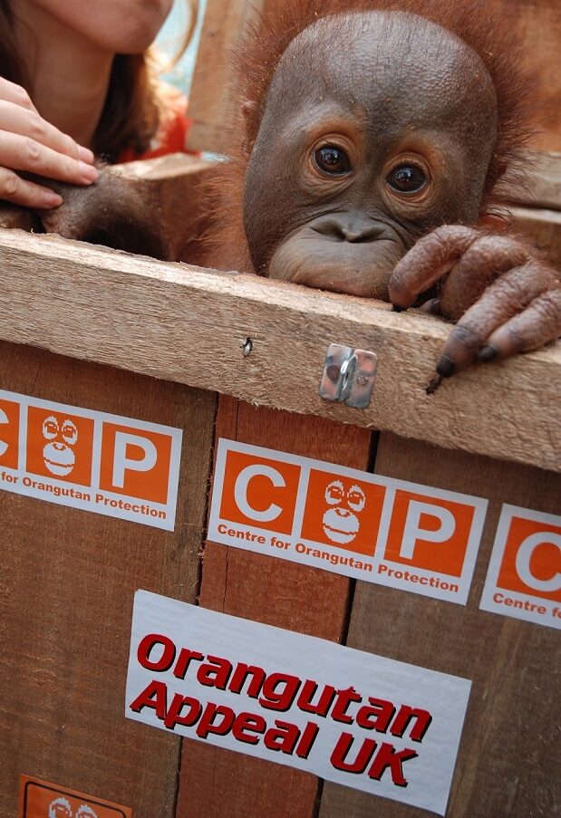 COP and Orangutan Appeal logo on side of box caring a small infant orangutan.