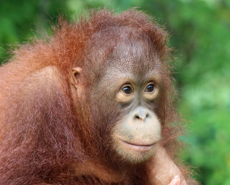 Orangutan named Canyon with green trees behind her.