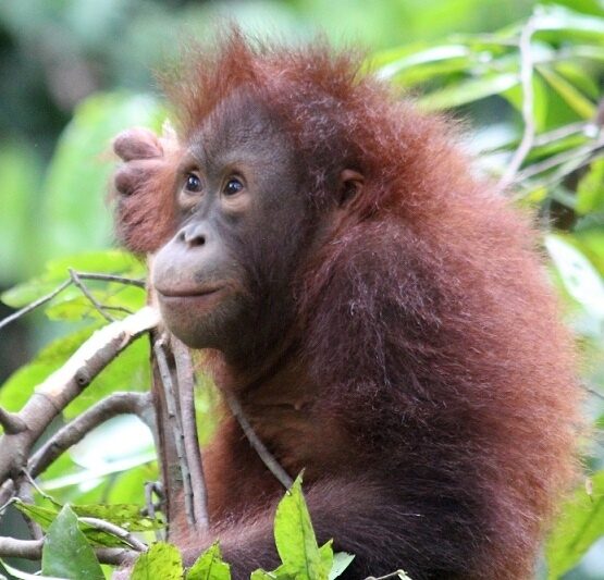 A young orangutan holding onto a branch in a tree surrounded by green leaves.