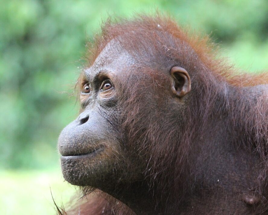 Adult female orangutan close up face.
