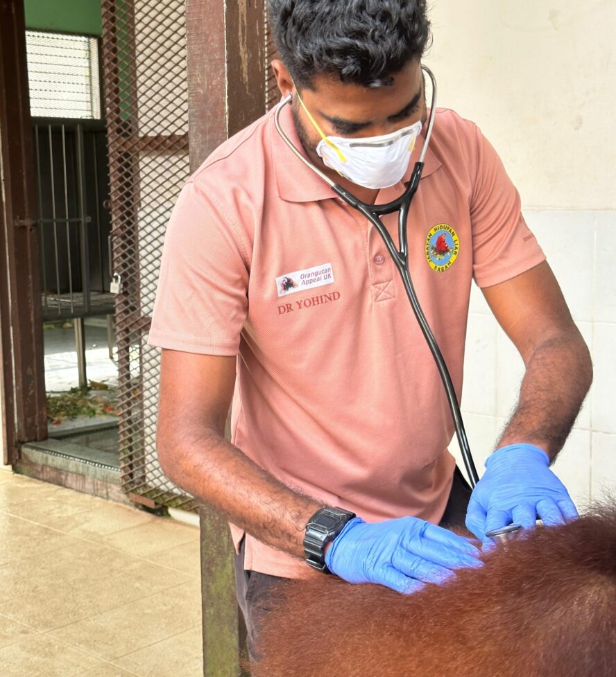 Dr Yohind performing a health check on an orangutan at Sepilok Orangutan Rehabilitation Centre