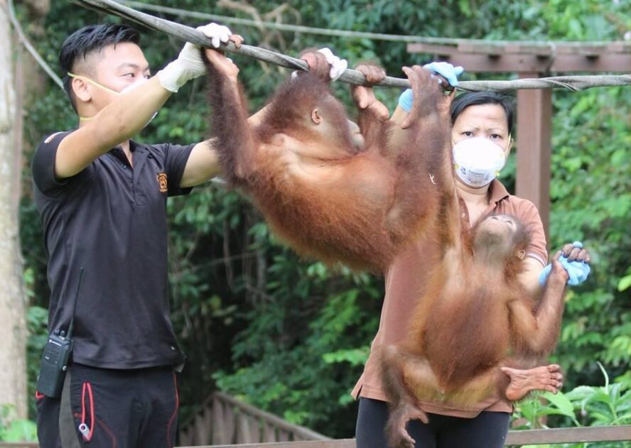 Two care team members helping two infant orangutans hold onto the ropes.