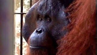Large dominate male orangutan.