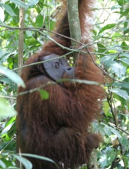 Wild large male orangutan in the trees.