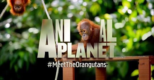 An orangutan image with the text 'animal planet #Meet The Orangutans' over layed on top of it.