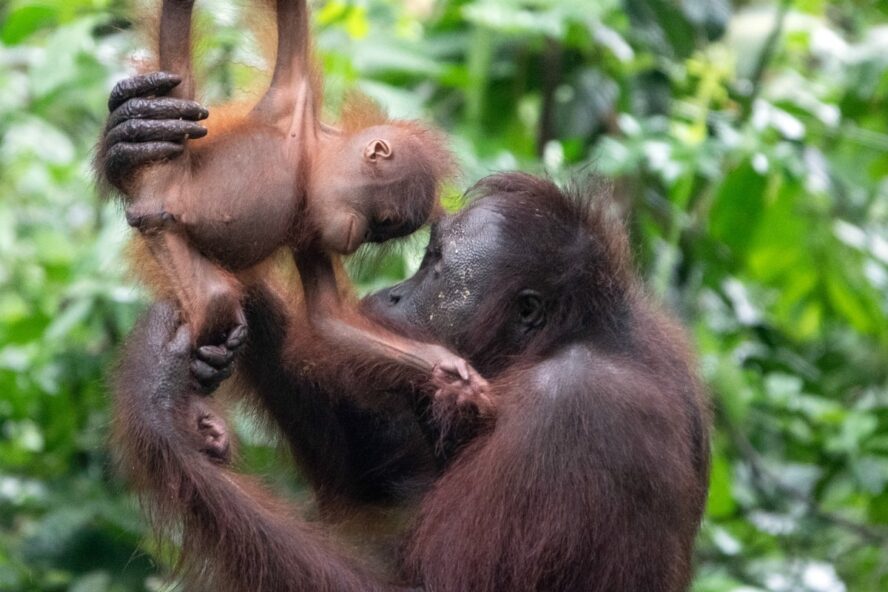 Orangutan mother holding her child as it climbs above her.