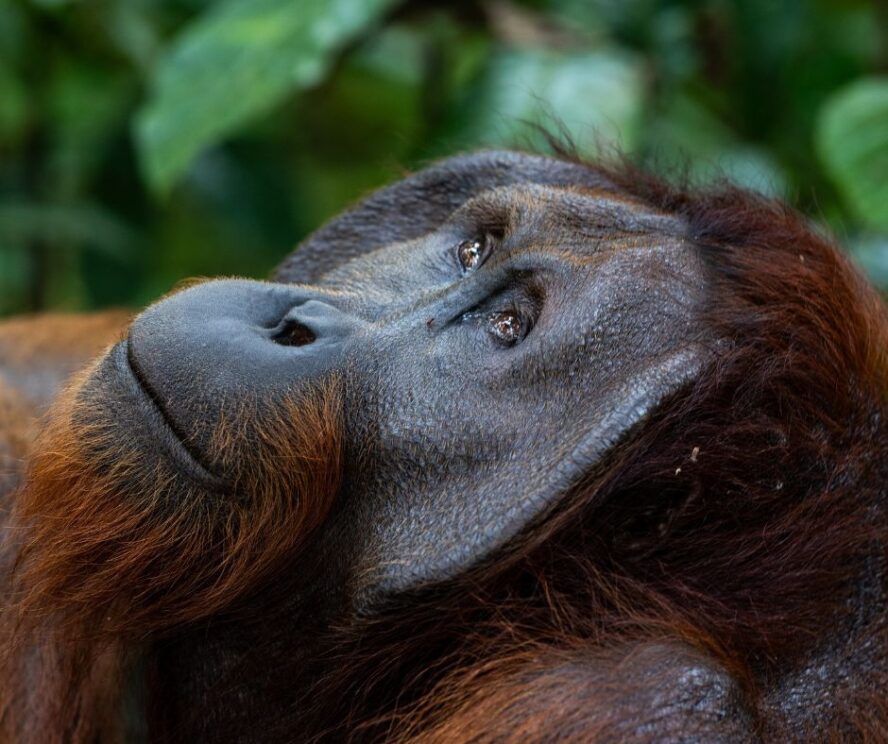 Mubali reintroduction