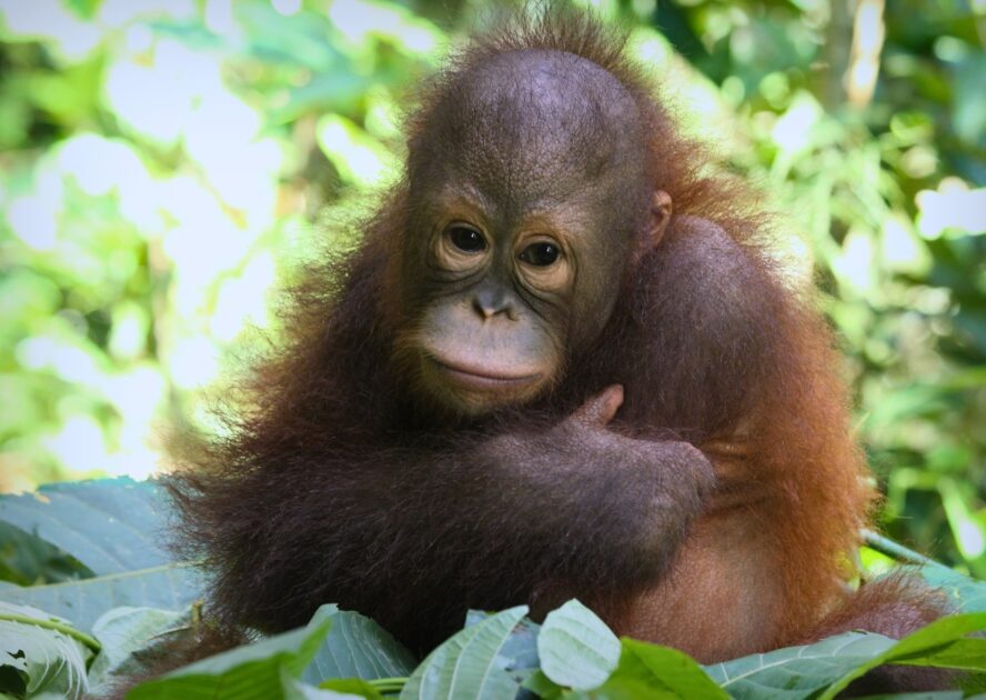 Young female Bornean orangutan