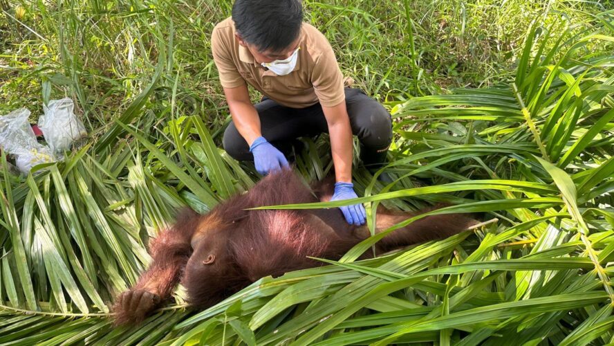Orangutan Rescue