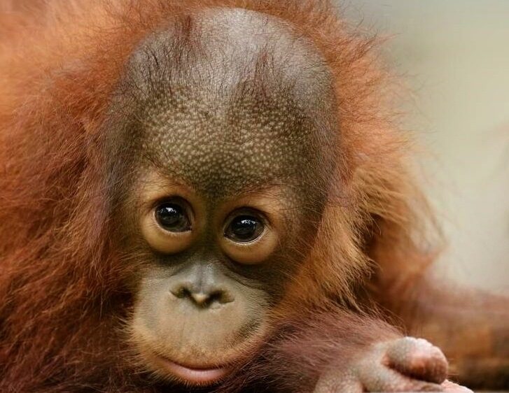 Young male orangutan named Peanut stares into the camera.