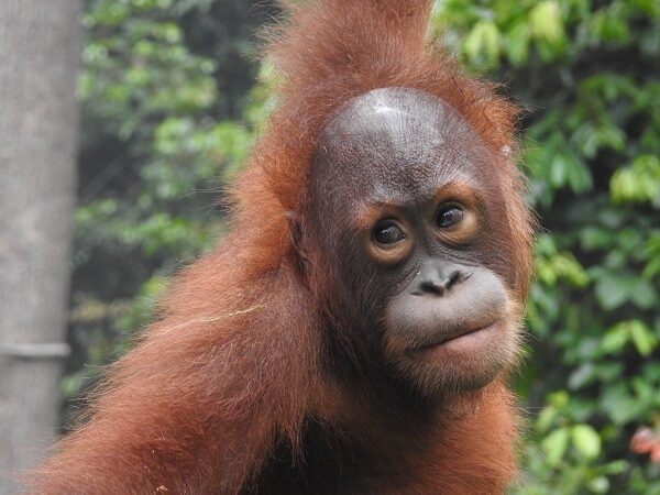Peanut as a young orangutan