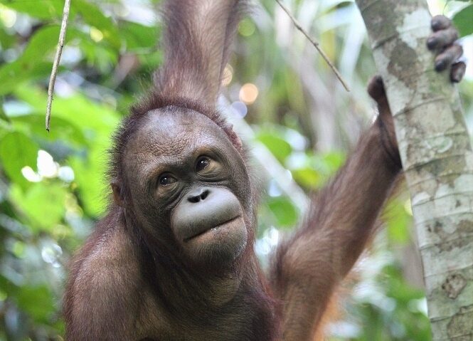 Adult male orangutan hanging from tree in rainforest.