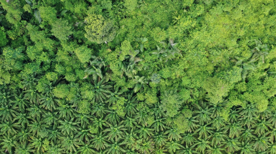 Regrow Borneo Header 2