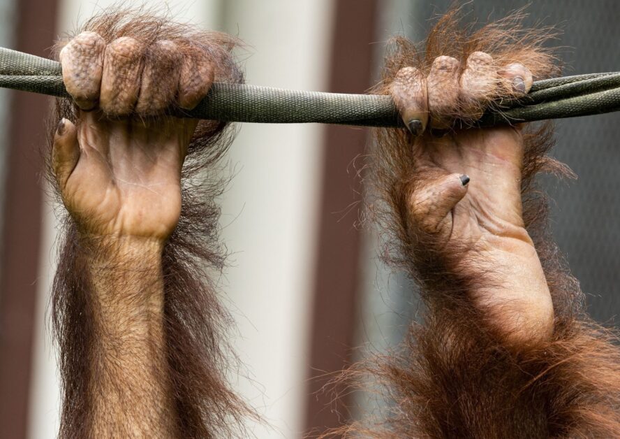 Orangutan hand and foot gripping rope at Sepilok Orangutan Rehabilitation Centre