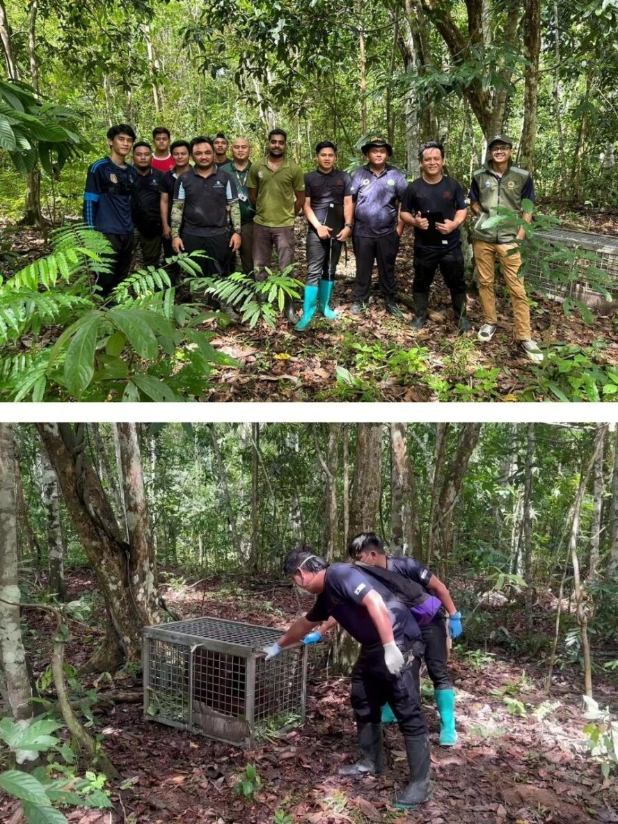 two photos one of 14 people standing in the rainforest and the other two people opening a transport crate with an orangutan inside.