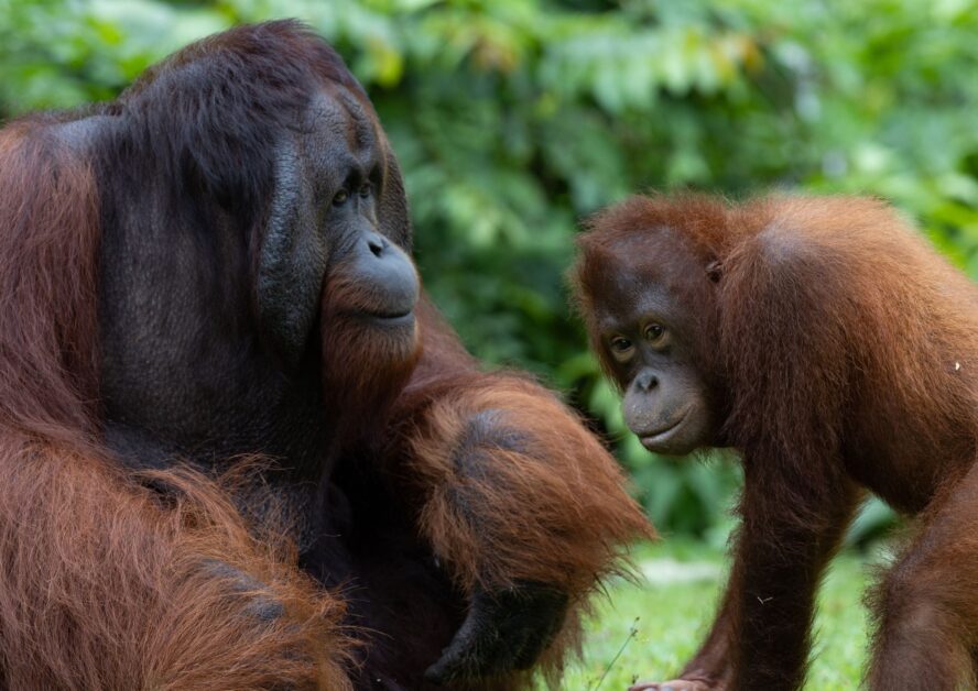 Flanged male and non flanged male standing side by side.