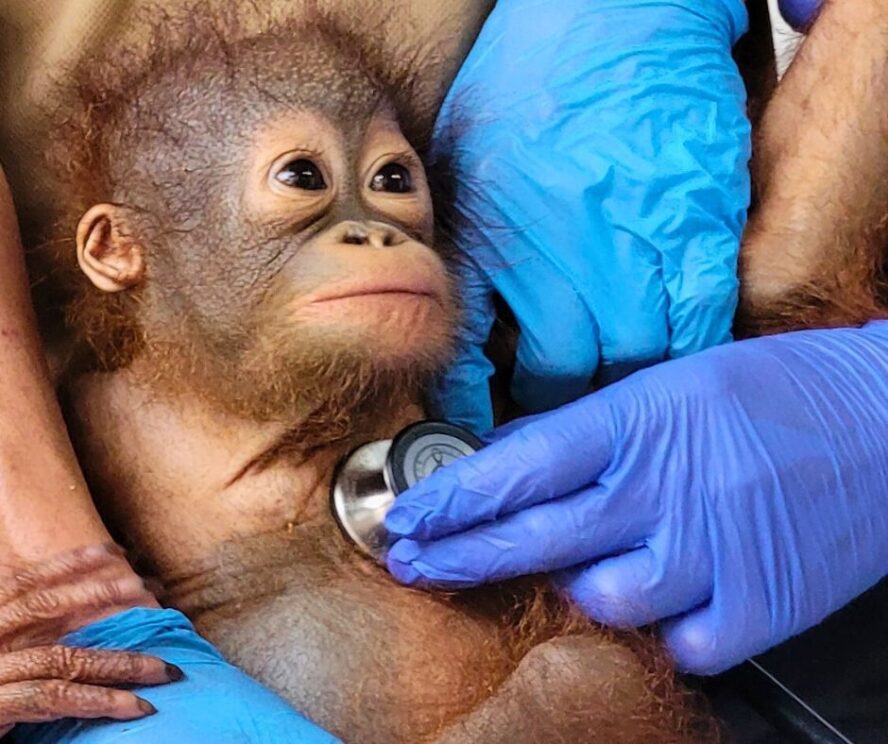 Veterinarian listening to infant orangutans heartbeat