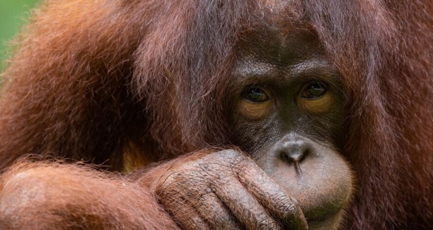Photo of female orangutan