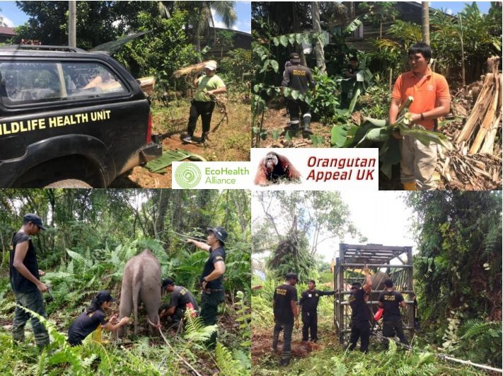 Orangutan Appeal UK and WRU working together logos and photos of wild animal rescues.