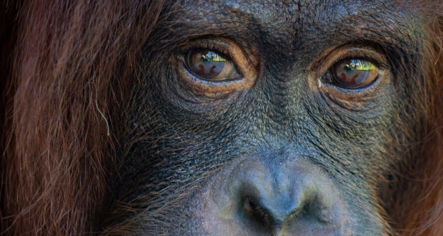 Orangutan eyes close up