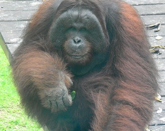 Large male orangutan at Sepilok Orangutan Rehabilitation Centre