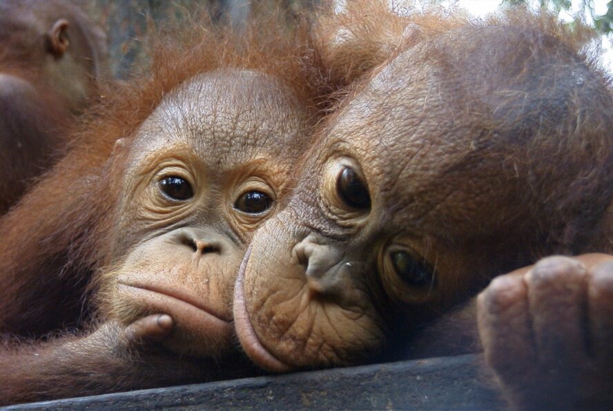 Two infant orangutans looking into the camera.