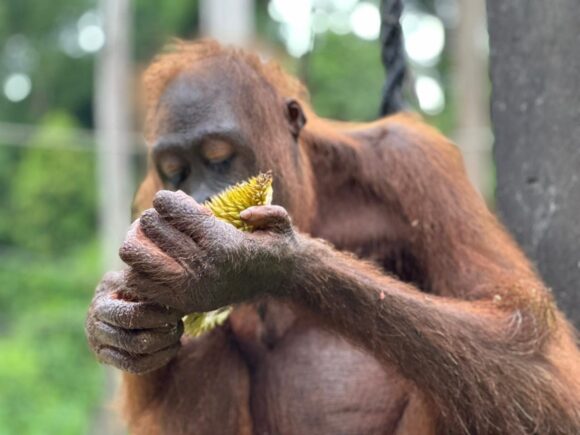 An adult female orangutan eating durian fruit