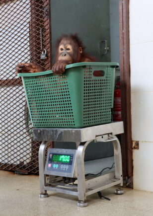 Orangutan in a basket which sits on top of a scale so it can be weighed.