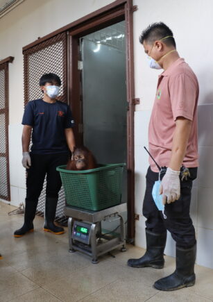Orangutan in a basket which sits on top of a scale so it can be weighed.