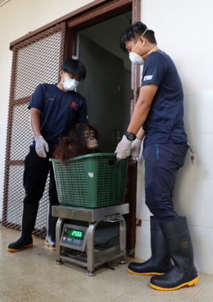 Orangutan in a basket which sits on top of a scale so it can be weighed.