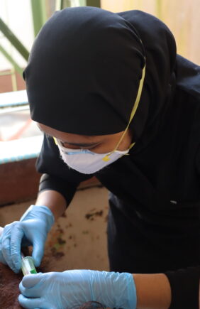 Vet nurse taking blood from orangutan for testing.