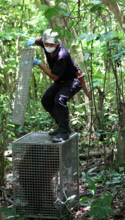 A Sepilok team member standing on top of a transport enclosure with a wild orangutan inside as he pull open the door to rerelease the orangutan into the rainforest.