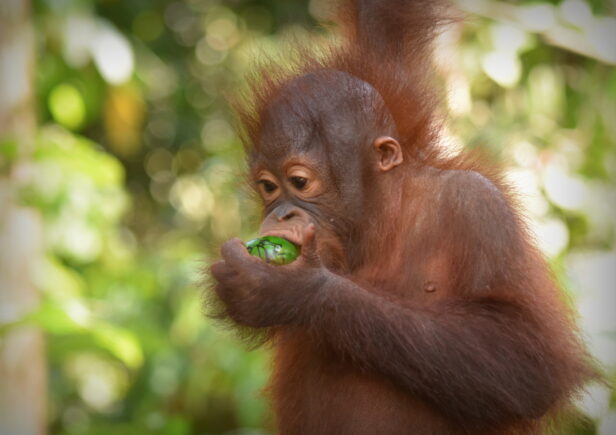 A young orangutan eating an Easter egg.
