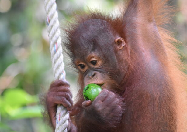 A young orangutan eating an Easter egg.