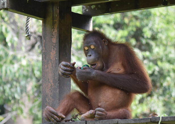 A orangutan eating an Easter egg.