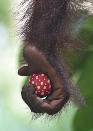 Orangutan holding Easter egg