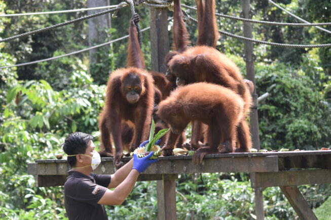 Team member holding out Easter eggs for group of orangutans.