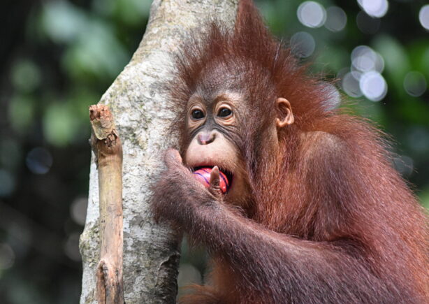 A young orangutan eating an Easter egg.