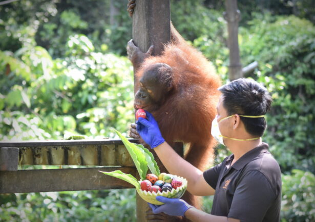 A orangutan eating an Easter egg given by team member.