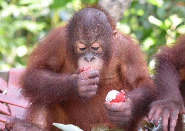 A young orangutan eating an Easter egg.