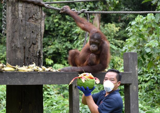 Team member holding watermelon basket with fruit bouquets in front of a orangutan.