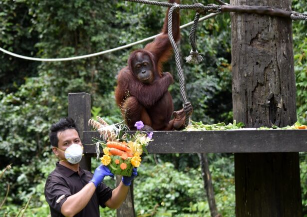 Team member holding fruit bouquets in front of a orangutan.