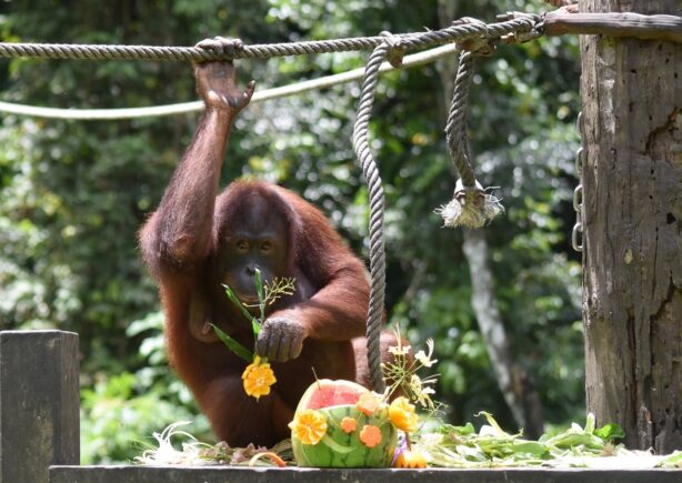 Orangutan eating fruit.