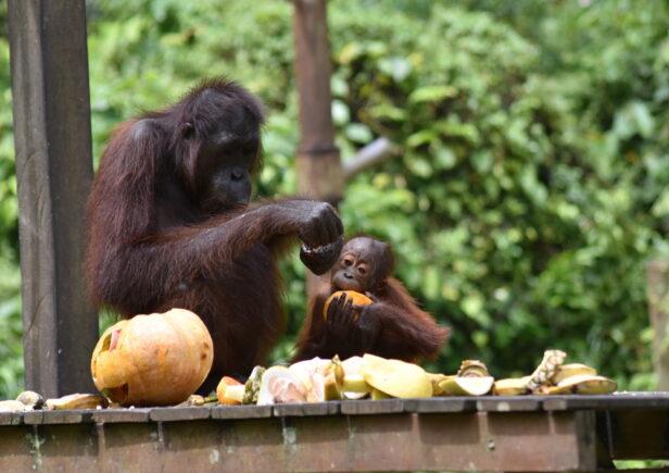 Orangutan mother and infant eating a pumpkin.