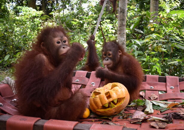 two infant orangutans eating pumpkin.
