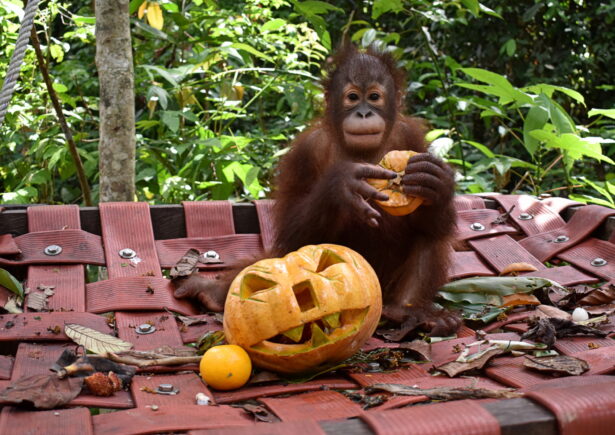 Infant orangutan eating pumpkin.